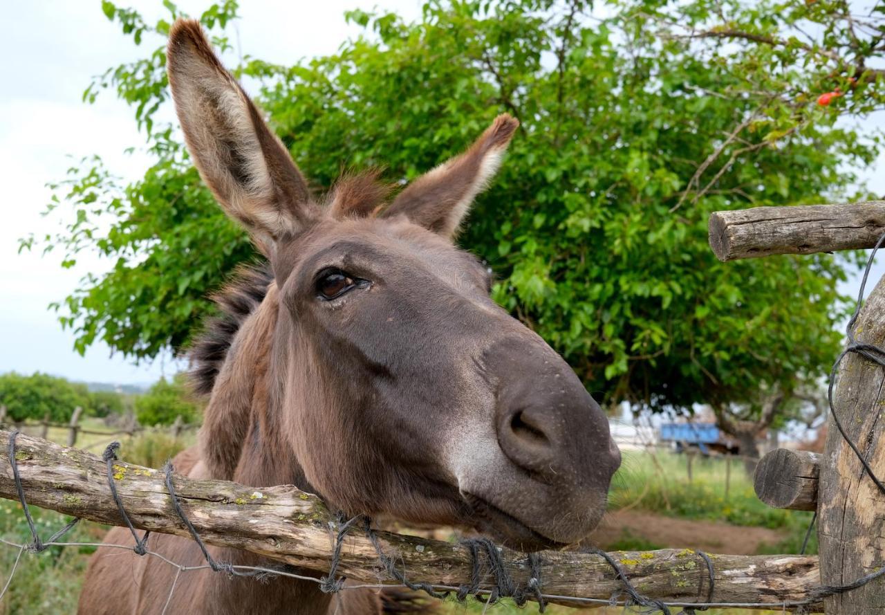 Finca Hotel Ses Cases Noves Sant Llorenc Des Cardassar Eksteriør billede